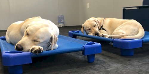 Dog boarding at College Road Animal Hospital in Wilmington, NC